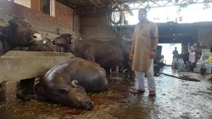 As the skinners have been on a strike for the last six days, the Ludhiana municipal corporation has been lifting dead animals, including dairy complexes, from city areas.(HT Photo) As the skinners have been on a strike for the last six days, the Ludhiana municipal corporation has been lifting dead animals, including dairy complexes, from city areas.(HT Photo)