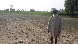 Cotton farmers in the district a situation similar to the one they faced in 2015 when their crop was damaged.(HT Photo)