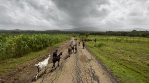 The land at Vankas village in Palghar.(Kunal Patil/HT Photo) The land at Vankas village in Palghar.(Kunal Patil/HT Photo)