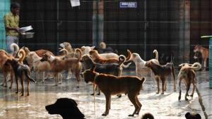 Over 18000 cases of dog bites were filed in the city in 2015.(HT PHOTO) Over 18000 cases of dog bites were filed in the city in 2015.(HT PHOTO)