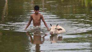 A villager walks cattle through floodwater at Buraburi village in Morigaon district in the northeastern state of Assam.(AFP Photo) A villager walks cattle through floodwater at Buraburi village in Morigaon district in the northeastern state of Assam.(AFP Photo)
