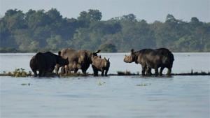 Rhinos with their calves standing on an elevated land in the flooded Kaziranga National Park in Assam on Wednesday.(PTI Photo) Rhinos with their calves standing on an elevated land in the flooded Kaziranga National Park in Assam on Wednesday.(PTI Photo)