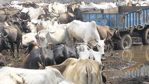 Housing about 2,000 cattle, the Haryana Pinjrapol gaushala in Rohtak has often run into unsavoury controversies.(Manoj Dhaka/HT) Housing about 2,000 cattle, the Haryana Pinjrapol gaushala in Rohtak has often run into unsavoury controversies.(Manoj Dhaka/HT)