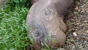 Two-horned African rhinoceros ‘Mohan’ died at Assam State Zoo in Guwahati.(HT Photo) Two-horned African rhinoceros ‘Mohan’ died at Assam State Zoo in Guwahati.(HT Photo)