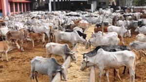 The milk available in the market is of exotic and crossbred cows such as Jersey and Holstein and not of indigenous breeds such as Rathi, Tharparkar, and Gir, the minister said.(HT Photo)