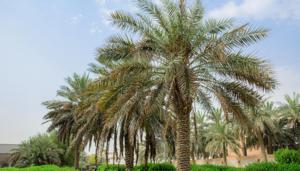 Date palm wine will be made from the Barhi variety of date in Rajasthan.(Shutterstock)