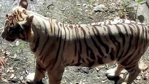 The white tiger, Vijay, was in the news in 2014 for mauling a youth who had jumped into its enclosure.(HT FILE) The white tiger, Vijay, was in the news in 2014 for mauling a youth who had jumped into its enclosure.(HT FILE)