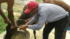A government official punches the tag number on a cow in Ranchi. Scientists have proposed research on GPS and sensor tagging of cows for better management of cow farms and curb theft.(HT FIle Photo) A government official punches the tag number on a cow in Ranchi. Scientists have proposed research on GPS and sensor tagging of cows for better management of cow farms and curb theft.(HT FIle Photo)