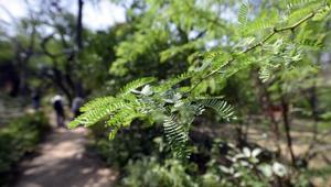 Vilayati kikar (Babul) tree at Kamla Nehru Ridge in New Delhi. Prosopis julifora popularly known as the Vilayti kikar was brought to India from Mexico by the British in the early 20th century.(Ravi Choudhary/HT Photo) Vilayati kikar (Babul) tree at Kamla Nehru Ridge in New Delhi. Prosopis julifora popularly known as the Vilayti kikar was brought to India from Mexico by the British in the early 20th century.(Ravi Choudhary/HT Photo)