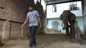 Hira, one of the seven domestic elephants in the capital, at his owner's house in Wazirabad. As the forest department plans to shift the animals to a sanctuary, the owners say the animals will die if they are separated from them.(Saumya Khandelwal/HT Photo) Hira, one of the seven domestic elephants in the capital, at his owner's house in Wazirabad. As the forest department plans to shift the animals to a sanctuary, the owners say the animals will die if they are separated from them.(Saumya Khandelwal/HT Photo)