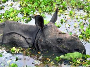 Seven rhinos drowned in the flooding in Kaziranga national park.(.(PTI)) Seven rhinos drowned in the flooding in Kaziranga national park.(.(PTI))