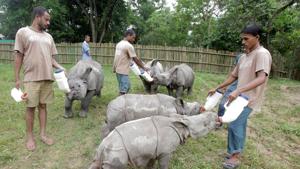 It’s feeding time for rhino calves of Kaziranga rescued from floods in 2016. On Monday, they completed a year at the Centre for Wildlife Rehabilitation and Conservation, an animal orphanage near Kaziranga.(Subhamoy Bhattacharjee/Wildlife Trust of India) It’s feeding time for rhino calves of Kaziranga rescued from floods in 2016. On Monday, they completed a year at the Centre for Wildlife Rehabilitation and Conservation, an animal orphanage near Kaziranga.(Subhamoy Bhattacharjee/Wildlife Trust of India)