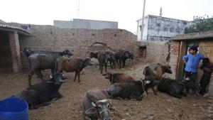 Buffaloes in Malihabad, on the outskirts of Lucknow on March 30.(AP File Photo) Buffaloes in Malihabad, on the outskirts of Lucknow on March 30.(AP File Photo)