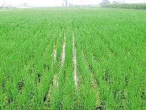 ISRO is developing a data portal that will offer crop growth information from across the world, helping the central government plan for agricultural fluctuations and related impacts.(HT Photo)) ISRO is developing a data portal that will offer crop growth information from across the world, helping the central government plan for agricultural fluctuations and related impacts.(HT Photo))