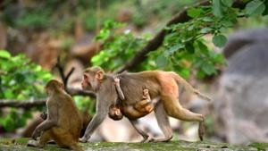 Locals blame the government authorities for shifting the problem of monkey menace from the city to its fringes(Arun Sharma/HT Photo) Locals blame the government authorities for shifting the problem of monkey menace from the city to its fringes(Arun Sharma/HT Photo)