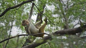 Authorities started relocating monkeys from the city areas to the fringes of Delhi.(Arun Sharma/HT Photo) Authorities started relocating monkeys from the city areas to the fringes of Delhi.(Arun Sharma/HT Photo)