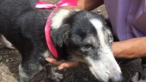 Around 250 dogs got the band tied around their necks in Mulund.(HT) Around 250 dogs got the band tied around their necks in Mulund.(HT)