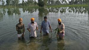 Farmers in a flooded and damaged paddy field in Sultanpur Lodhi.(HT Photo) Farmers in a flooded and damaged paddy field in Sultanpur Lodhi.(HT Photo)