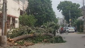 Trees being chopped in Punjab. Meghalaya now has a helpline for felling trees that poses risk to people. (HT file photo / Representational) Trees being chopped in Punjab. Meghalaya now has a helpline for felling trees that poses risk to people. (HT file photo / Representational)
