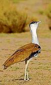 Tthe Great Indian Bustard is on the brink of extinction with just 200 or so left in the wild.(HT File) Tthe Great Indian Bustard is on the brink of extinction with just 200 or so left in the wild.(HT File)