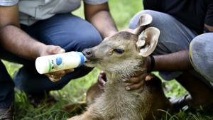 Delhi zoo officials say the mother Sambar abandoned the fawn as it was weak and had little chances of survival.(Ajay Aggarwal/HT Photo) Delhi zoo officials say the mother Sambar abandoned the fawn as it was weak and had little chances of survival.(Ajay Aggarwal/HT Photo)