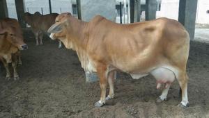 The experiment was done with eggs and semen of indigenous Sahiwal breed (Photo: Rajasthan Gopalan department) The experiment was done with eggs and semen of indigenous Sahiwal breed (Photo: Rajasthan Gopalan department)