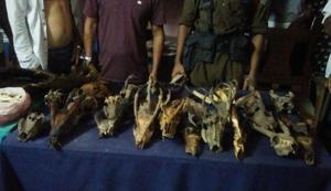 The animal body parts that were seized by wildlife officials in Assam from two men in Dhemaji district. (HT photo) The animal body parts that were seized by wildlife officials in Assam from two men in Dhemaji district. (HT photo)