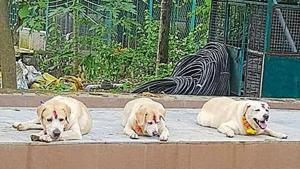 Taison, Linovo and Deena retired in March, but the search for a suitable retirement home took time.(HT Photo) Taison, Linovo and Deena retired in March, but the search for a suitable retirement home took time.(HT Photo)