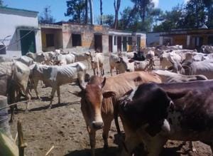 The villagers were pacified to withdraw their agitation after the authorities assured them of appropriate action.(HT Photo) The villagers were pacified to withdraw their agitation after the authorities assured them of appropriate action.(HT Photo)