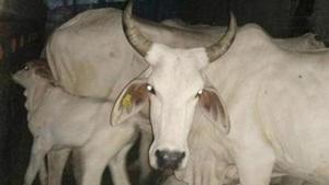 In the name of saving cows, self-proclaimed cow protectors have unleashed violence in several parts of the country.(HT Photo/Picture for representation only) In the name of saving cows, self-proclaimed cow protectors have unleashed violence in several parts of the country.(HT Photo/Picture for representation only)
