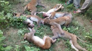 Carcasses of monkeys recovered in Aonla reserve forest area.(HT Photo) Carcasses of monkeys recovered in Aonla reserve forest area.(HT Photo)