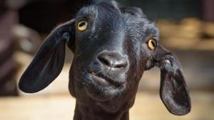 The woman was soon confronted by a local, Sandip Kumar, accompanied by his younger brother, who claimed the goat belonged to them and had simply strayed to the hospital’s premises, police were told.(Representative Photo) The woman was soon confronted by a local, Sandip Kumar, accompanied by his younger brother, who claimed the goat belonged to them and had simply strayed to the hospital’s premises, police were told.(Representative Photo)