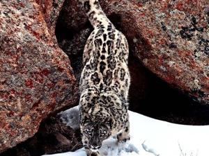 The snow leopard is found in Jammu and Kashmir, Himachal Pradesh, Uttarakhand, Sikkim and Arunachal Pradesh.(Hindustan Times) The snow leopard is found in Jammu and Kashmir, Himachal Pradesh, Uttarakhand, Sikkim and Arunachal Pradesh.(Hindustan Times)