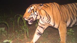 The tiger was captured in forest department cameras on September 6(HT Photo) The tiger was captured in forest department cameras on September 6(HT Photo)