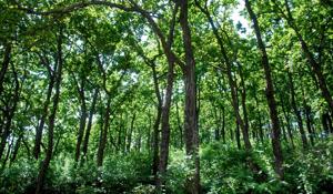The soil in India’s forest lands is degrading, which means it is not storing carbon or retaining moisture.(HT Photo)) The soil in India’s forest lands is degrading, which means it is not storing carbon or retaining moisture.(HT Photo))