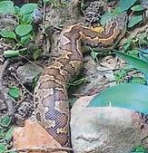 A python has taken regure in a Delhi park. A python has taken regure in a Delhi park.