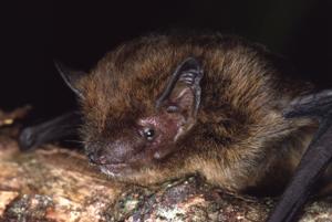 The Christmas Island Pipistrelle, a bat species endemic to Australia is now officially extinct, according to the International Union for Conservation of Nature (IUCN).(Courtesy: IUCN) The Christmas Island Pipistrelle, a bat species endemic to Australia is now officially extinct, according to the International Union for Conservation of Nature (IUCN).(Courtesy: IUCN)