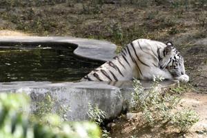 There are 6939 species from India that are part of the IUCN list of which 1055 are either critically endangered, endangered or vulnerable.(HT Photo) There are 6939 species from India that are part of the IUCN list of which 1055 are either critically endangered, endangered or vulnerable.(HT Photo)
