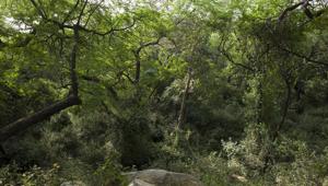 While the ridge, the northern most spur of the Aravallis, is touted to be the green lungs of Delhi its role in making Delhi a more hospitable terrain doesn’t stop here.(Photo courtesy Pradip Krishen) While the ridge, the northern most spur of the Aravallis, is touted to be the green lungs of Delhi its role in making Delhi a more hospitable terrain doesn’t stop here.(Photo courtesy Pradip Krishen)