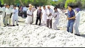 Cotton is piling up at grain markets in Mansa.(HT File Photo)