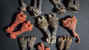 Dried monitor lizard genitalia like these are sold online as plant root regarded as a good luck charm and are also used in religious rituals.(AP/Representative Photo) Dried monitor lizard genitalia like these are sold online as plant root regarded as a good luck charm and are also used in religious rituals.(AP/Representative Photo)