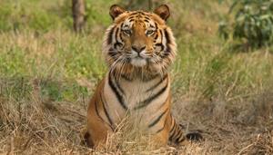 India hosts the largest tiger population in the world but they face persistent poaching threats.(Reuters File Photo)) India hosts the largest tiger population in the world but they face persistent poaching threats.(Reuters File Photo))