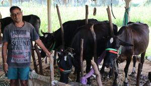 Rajendra Patel, 50, the sole breadwinner in his family, got two cows from his father-in-law after the factory where he worked shut down. In 18 months, his cattle count went up to seven, with earnings now at Rs 25,000 a month.(HT Photo) Rajendra Patel, 50, the sole breadwinner in his family, got two cows from his father-in-law after the factory where he worked shut down. In 18 months, his cattle count went up to seven, with earnings now at Rs 25,000 a month.(HT Photo)