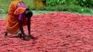 A woman employee drying up crackers at a factory in Sivakasi district in Tamil Nadu. The firecrackers business may be hit by crores due the ban on its sale in Delhi National Capital Region till October 31.(PTI Photo) A woman employee drying up crackers at a factory in Sivakasi district in Tamil Nadu. The firecrackers business may be hit by crores due the ban on its sale in Delhi National Capital Region till October 31.(PTI Photo)