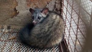 Two Indian palm civet cats were released back into the Aravallis after being rescued from near Bhondsi jail on Friday.(HT Photo) Two Indian palm civet cats were released back into the Aravallis after being rescued from near Bhondsi jail on Friday.(HT Photo)