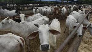 On Friday, an auto-rickshaw driver, Azad, along with his four friends was on their way from Fatehpur Billauch to Old Faridabad when 15-20 men intercepted their vehicle near Bajri village and thrashed them for transporting ‘beef’.(Representational photo) On Friday, an auto-rickshaw driver, Azad, along with his four friends was on their way from Fatehpur Billauch to Old Faridabad when 15-20 men intercepted their vehicle near Bajri village and thrashed them for transporting ‘beef’.(Representational photo)