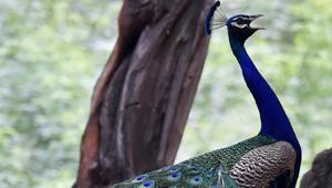 Rajasthan has earned notoriety for the poaching of the national bird, with the poaching rampant in Bundi, Bharatpur, Ajmer and Nagaur districts.(PTI) Rajasthan has earned notoriety for the poaching of the national bird, with the poaching rampant in Bundi, Bharatpur, Ajmer and Nagaur districts.(PTI)