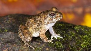 The photo of the snake peeping out of the gaping mouth of a frog is going viral (representational image. HT Filephoto/ SD Biju) The photo of the snake peeping out of the gaping mouth of a frog is going viral (representational image. HT Filephoto/ SD Biju)
