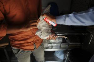 Only 10 birds were treated for cracker-induced injuries at the Charity Birds Hospital on Diwali night.(Parveen Kumar/HT PHOTO) Only 10 birds were treated for cracker-induced injuries at the Charity Birds Hospital on Diwali night.(Parveen Kumar/HT PHOTO)