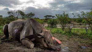 Photographer Brent Stirton’s image of a bullet-ridden rhino, with its horn cut off, speaks of the horrors of poaching.(Credit: Brent Stirton, Wildlife Photographer of the Year) Photographer Brent Stirton’s image of a bullet-ridden rhino, with its horn cut off, speaks of the horrors of poaching.(Credit: Brent Stirton, Wildlife Photographer of the Year)